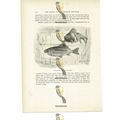 Telescope Fish & Veil Tailed Fish, Animal Book ...