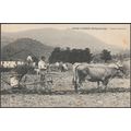 Faenas Agricolas, Guipuzcoa, Pais Vasco, c.1905...