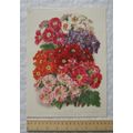 1939 Amateur Gardening illustration - Chinese P...