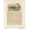 BASUTO AGRICULTURE, SOUTH AFRICA, BOOK ILLUSTRA...