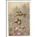9957 TOM TITS AND CHAFFINCHES Tuck Oilette Post...