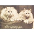 Cat Cats We're Expecting You White Fluffy 1909 ...