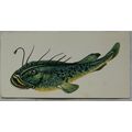 1978 Craven Black Cat Sport Fish card No. 40 An...