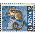 KENYA, MAMMAL, Bushbaby, Galago senegalensis, b...