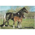 6x4 Continental size printed postcard Mare Foal...