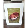 Horses Blank Card #8