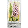 1936 Wills, Wild Flowers No. 26 Spotted Orchis