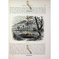 Thistledon, Rutland, England, Book Illustration...