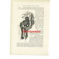 Kinkajou, Animal Book Illustration (Print), c1916