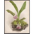 WARSCEWICZELLAS 1894 Henry George Moon - Botany...