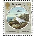 GUERNSEY, BIRD, Northern Gannet, Morus bassanus...