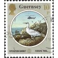 GUERNSEY, BIRD, Northern Gannet, Morus bassanus, Europa, environment protection