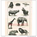 Various Animal, Book Illustration (Print), c1907