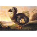 Dodo (Didus Ineptus) by F. Hart of Exeter - Roy...