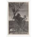 Un Lapacho Misiones Postcard RP Argentina