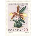 Poland 1965 - 20g multi - Odontoglossum Grande ...