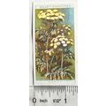1923 Wills, Wild Flowers No. 41 Tansy