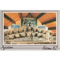 The Agrodome Sheep Rotorua New Zealand Postcard