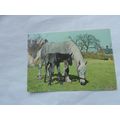HORSES X 6 (07/02)