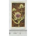 1923 Wills, Wild Flowers No. 42 Teasel