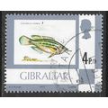 GIBRALTAR 1977 SEA LIFE FISH GREY WRASSE Crenil...