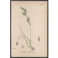 RACEMOSE BROME-GRASS 1872 John Edward Sowerby P...