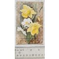 1916 postcard A Happy Birthday - Flowers