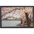 AMERICAN POSTCARD JEFFERSON MEMORIAL - THE GRAY...