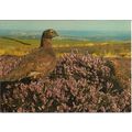 Red Grouse Bird - Jarrold Photographic Postcard