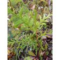 20 WESTERN RED CEDAR THUJA PLICATA TREE SAPLING...