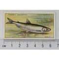 1933 Players Fresh-water Fishes, pink back No. ...