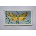 1958 Swettenham tea card Butterflies & Moths No...