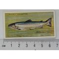 1933 Players Fresh-water Fishes, pink back No. ...