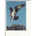 OSPREY Postcard by J.Arthur Dixon (W.L. 6712)
