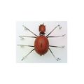 Brown Gold Stone Spider Stainless Wire Wrap Pin...