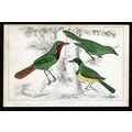SHRIKE BIRDS 1850 Birds Oliver Goldsmith ANTIQU...