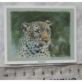 1993 CCC card - Leopard