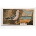 British Birds & their nests Sunlight soap tradi...