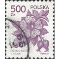 POLAND, FLOWER, Wild Rose, Rosa canina, violet ...