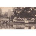 Cows Paddling Abbey Farm Yeovil Somerset Antiqu...