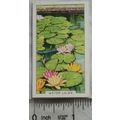 1938 Gallaher's Garden flowers No. 28 Water Lilies