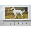 1961 Hornimans Tea Dogs No. 9 English Setter