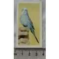 1960 Horniman's Tea card Pets No. 21 Budgerigar