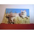 A CAT used postcard by Colourmaster 1984 pm ani...