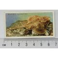 1935 Players Sea Fishes No. 9 Blonde