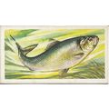 Freshwater Fish 1960 Brooke Bond Tea Card 33 - ...