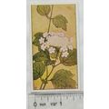 Vintage: Dutch card Jac. P. Thijsse, Lente No. ...