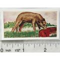 Neilson's Interesting Animals card No. 42 Wolf
