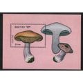 Bhutan Blue leg 'Lepista nuda' Fungi Mushrooms ...