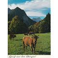 6x4 Continental size printed Gruss aus Bergen S...